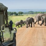 Trekking Safari in Afrika